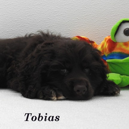 puppy, for, sale, Cocker Spaniel, Joe & Cherri  Overlease, dog, breeder, Miller, MO, dog-breeder, puppy-for-sale, forsale, nearby, find, puppyfind, locator, puppylocator, aca